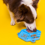 Cachorro se alimentando com o comedouro interativo Lambe Lambe da Petiko