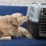 Cachorro ao lado da caixa de transporte