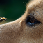 Cachorro observando abelha