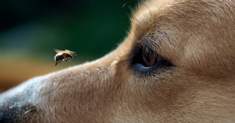 Cachorro observando abelha