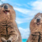 Quokkas, os animais mais simpáticos do mundo