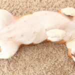 Cachorro deitado de barriga para cima