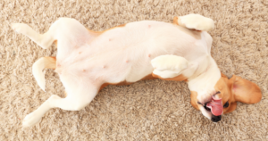 Cachorro deitado de barriga para cima