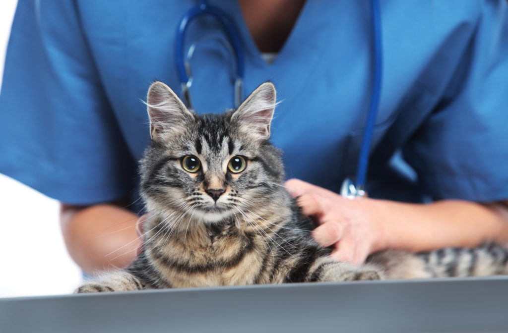 Gato sendo cuidado por Médico Veterinário