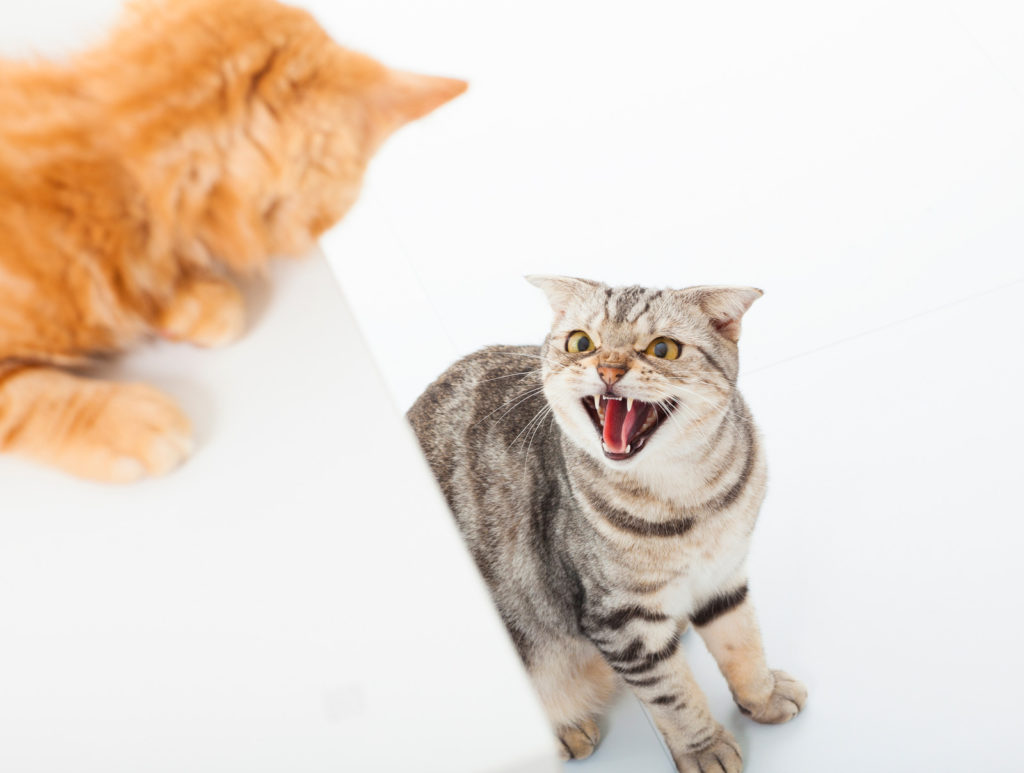 Gato adulto brigando com gato filhote