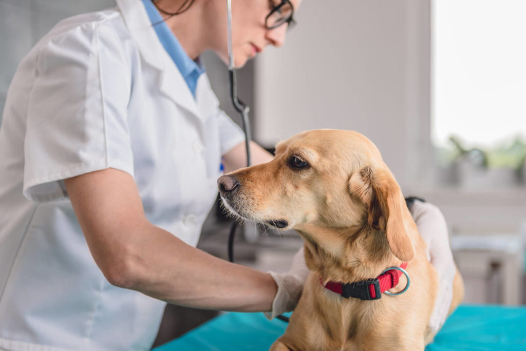 Cachorro durante consulta no Médico Veterinário