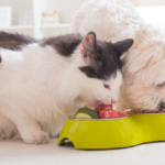 Alimentação natural para pets: como funciona?