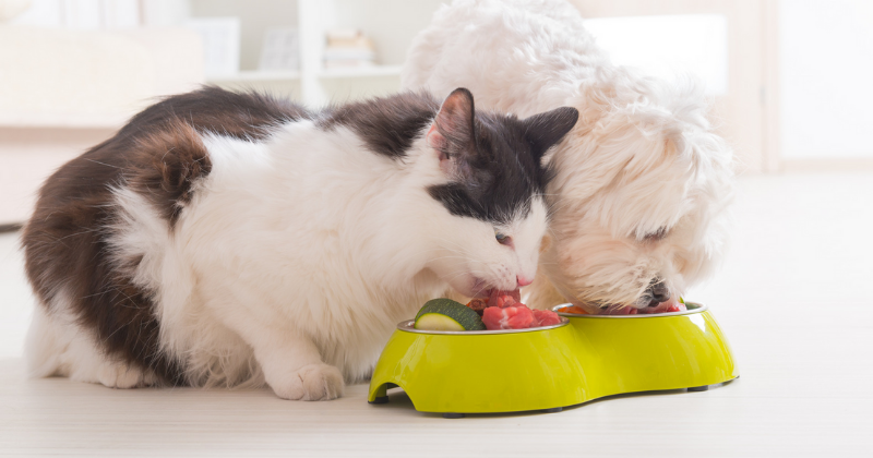 Alimentação natural para pets: como funciona?