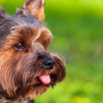 Coprofagia: a alimentação do seu pet está estranha?