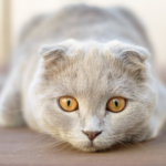 Scottish Fold: conheça essa raça de gato