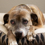 Como cuidar de um pet idoso