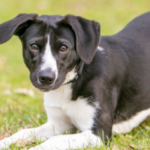 Curiosidades sobre o corpo dos cães