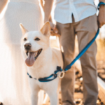 Seu cachorro pode ajudar na sua saúde mental