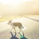 Notícia: nova lei em SP obriga motorista a prestar socorro a animais atropelados