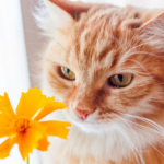 5 cuidados com os pets durante a primavera