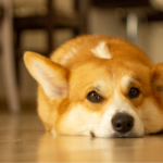 Descubra se existe relação entre castração e obesidade