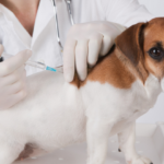 Conheça as principais vacinas para cães e gatos
