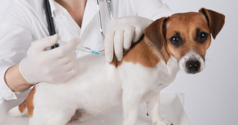 Conheça as principais vacinas para cães e gatos