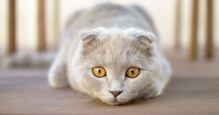Scottish Fold: conheça essa raça de gato