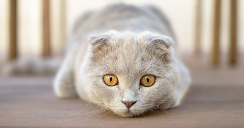 Scottish Fold: saiba tudo sobre essa raça de gato