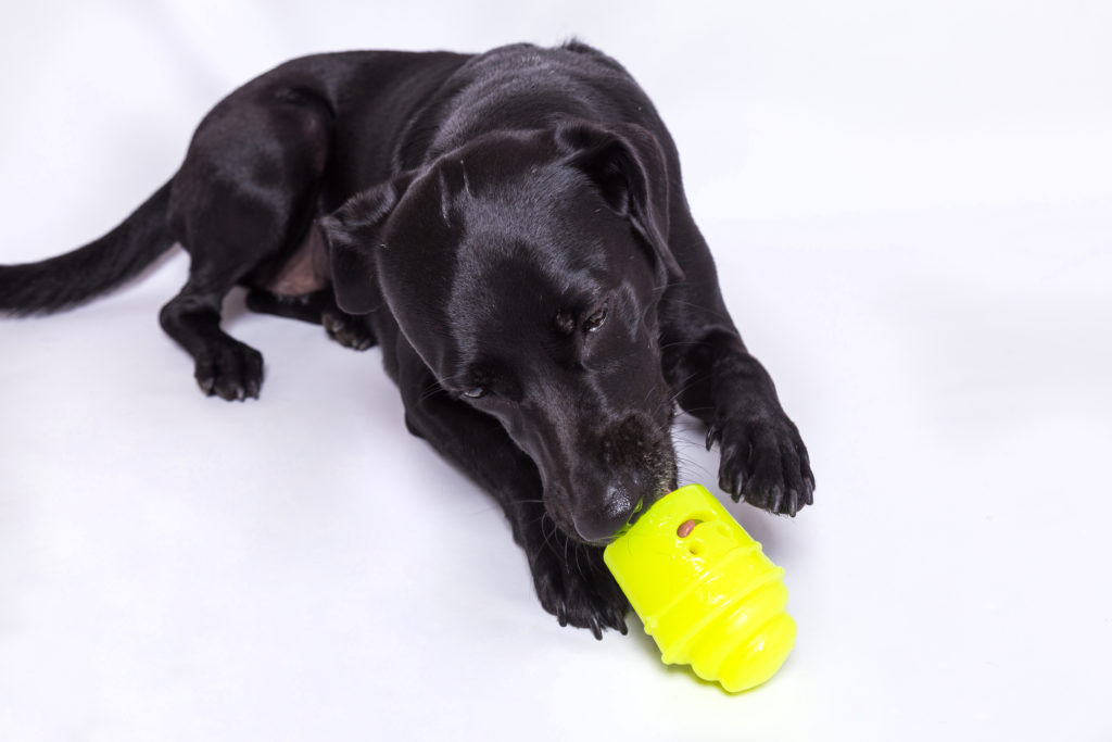 Cachorro com brinquedo de enriquecimento ambiental da Petiko