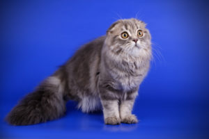 Scottish Fold longhair pelagem cinza