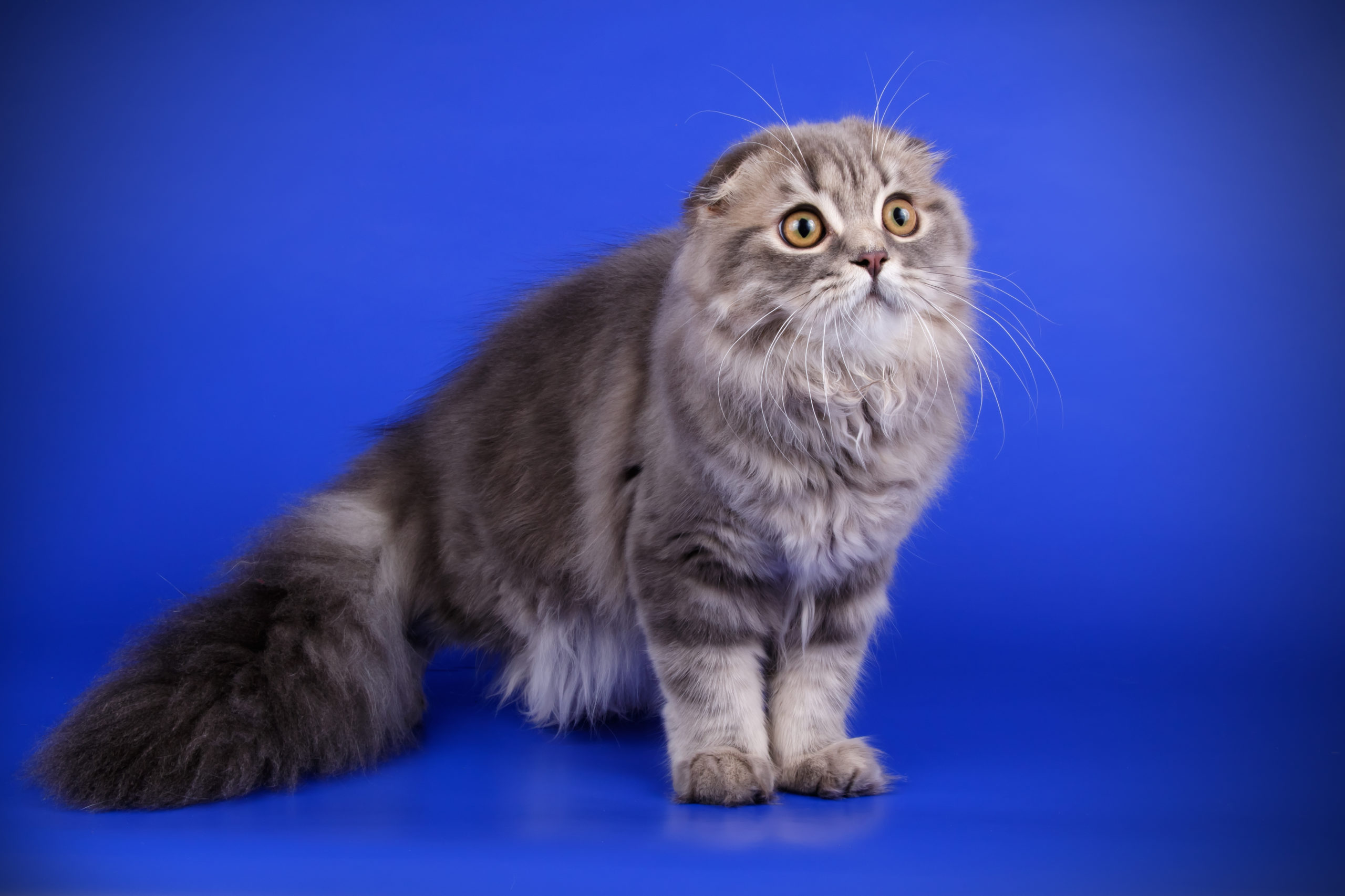 Scottish Fold - Conheça mais sobre os gatos Scottish Fold