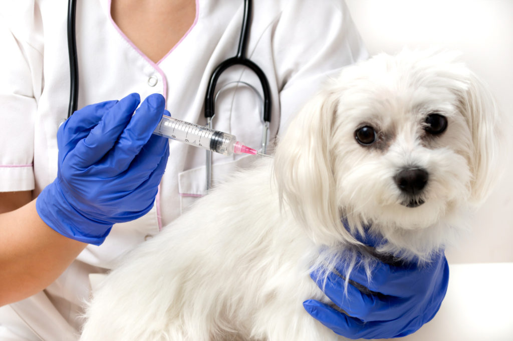 Conheça as principais vacinas para cães
