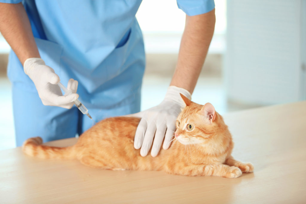Conheça as principais vacinas para gatos