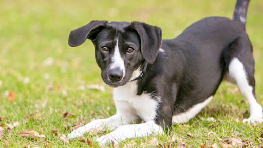 Curiosidades sobre o corpo dos cães