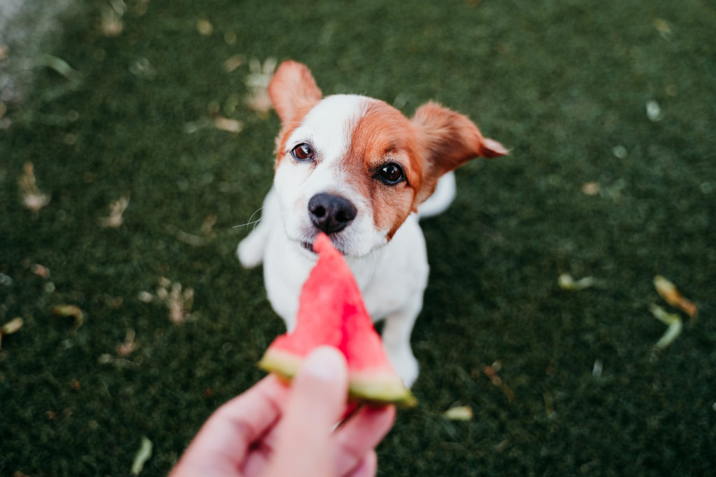 Alimentação natural para pets: cachorro comendo melancia