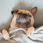 Por que meu cachorro dorme de olhos abertos?