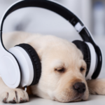 Fonofobia: seu cachorro tem medo de barulho?