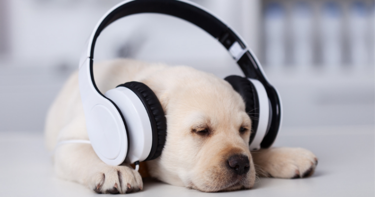 Fonofobia: seu cachorro tem medo de barulho?
