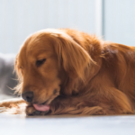 Estereotipias em pets: como resolver?