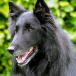 Pastor Belga: saiba tudo sobre essa raça de cachorro