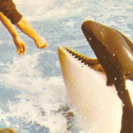 A triste vida da orca que nadou com o Príncipe Charles