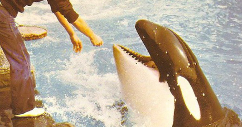 A triste vida da orca que nadou com o Príncipe Charles