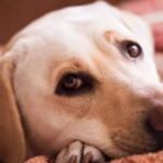 Depressão canina: como identificar e tratar