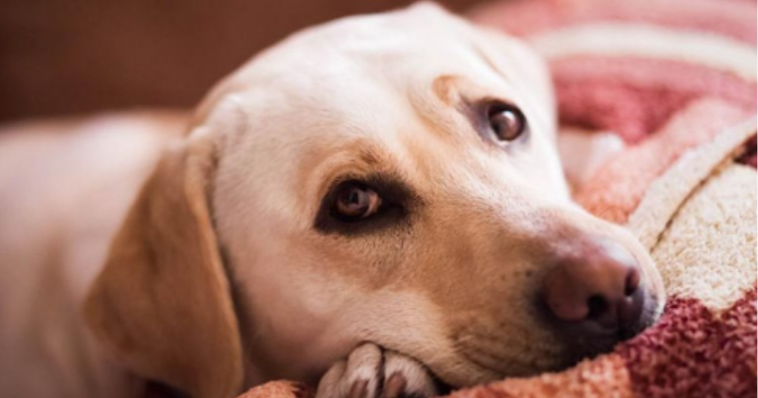 Depressão canina: como identificar e tratar