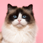 Outubro Rosa: como prevenir o câncer de mama nos pets