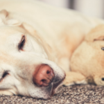 Gravidez psicológica em cães: como funciona?