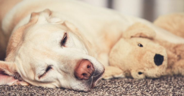 Gravidez psicológica em cães: como funciona?