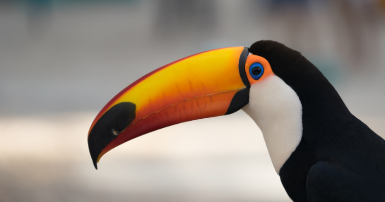 De Zoológico a BioParque: o que mudou no antigo zoo do Rio de Janeiro