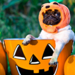 Halloween pet: 3 dicas para aproveitar o dia com cuidado