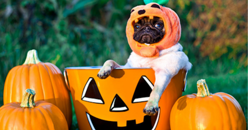 Halloween pet: 3 dicas para aproveitar o dia com cuidado