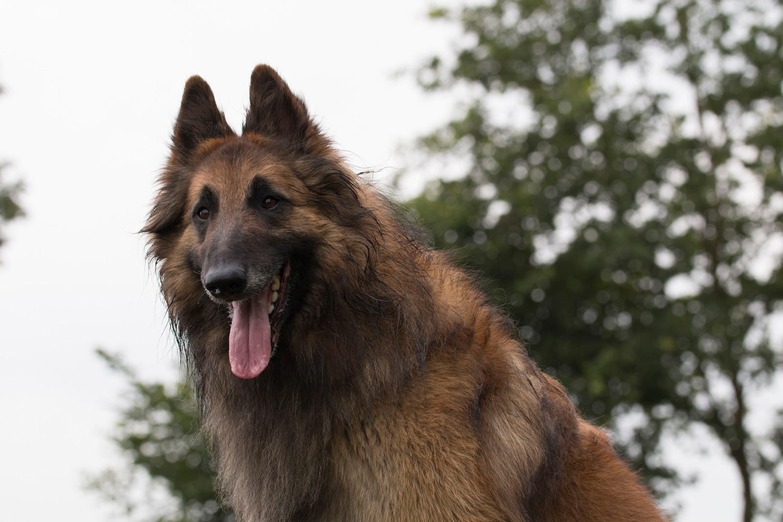 24 Raças de Cachorros Grandes para Escolher a Ideal - Amor aos Pets