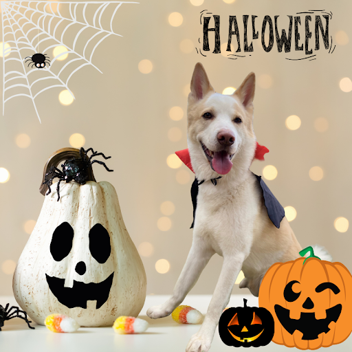 Fantasia pet no Halloween: confira dicas e opções