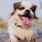 Excitação emocional em cães: como resolver?