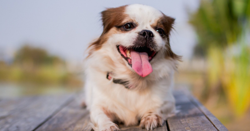 Excitação emocional em cães: como resolver?